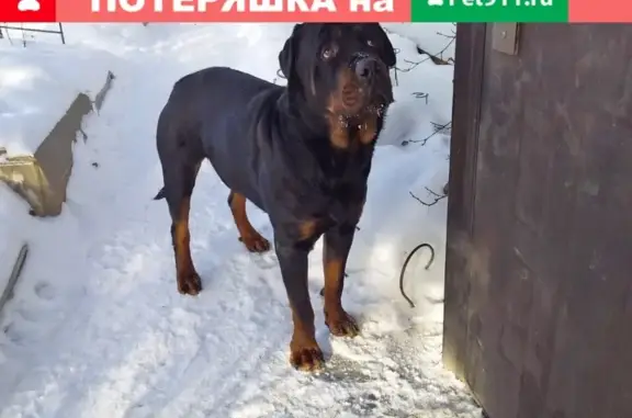 Собака найдена в Гульнево, д. Каменка, Лобня.