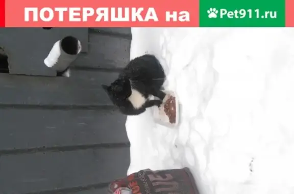 Найдена кошка с котятами на улице, нужен дом (Челябинск)