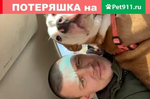 Собака найдена в Подольске