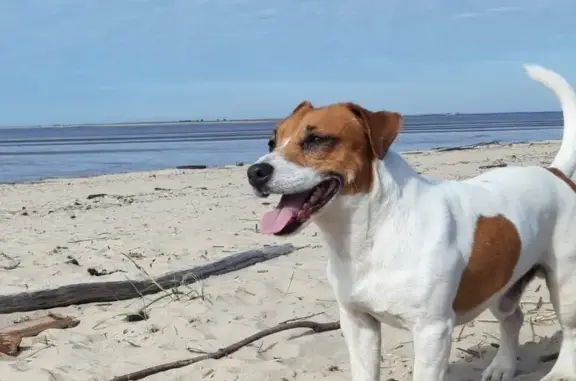 Объявления о пропавших и найденных животных, Нижний Новгород, фото: Пропала собака Джой на Проспекте Героев, Нижний Новгород