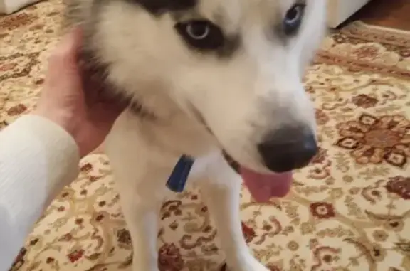 Объявления о пропавших и найденных животных, Нижний Новгород, фото: Пропала собака найдена в Гордеевке, синий ошейник