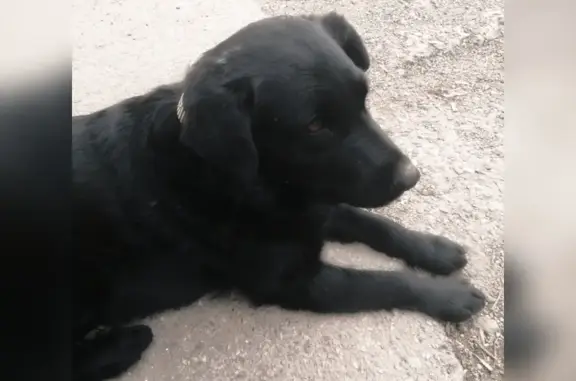 Пропала собака Арчи на улице Водопроводной, Невинномысск