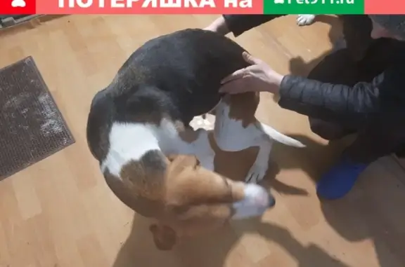 Найдена собака Гончая в Белёве