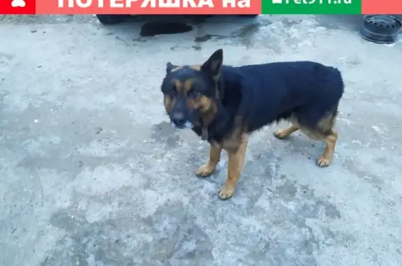 Потерянные животные Улан-Удэ, фото: Пропала немецкая овчарка в СНТ Дружба, Улан-Удэ