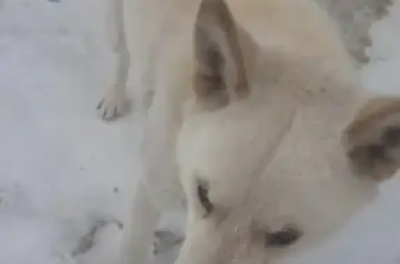 Пропала собака в Новосибирске: улица Забалуева, 51А