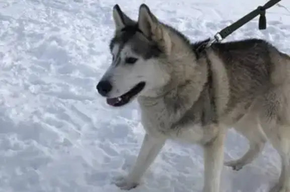 Собака без клейма найдена возле школы в Воскресенском, Москва (40к2)