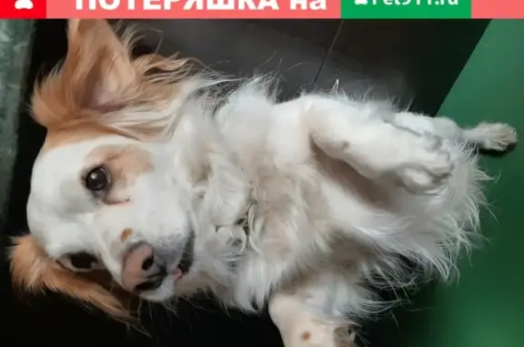 Пропала собака в Полянском поселении, Россия