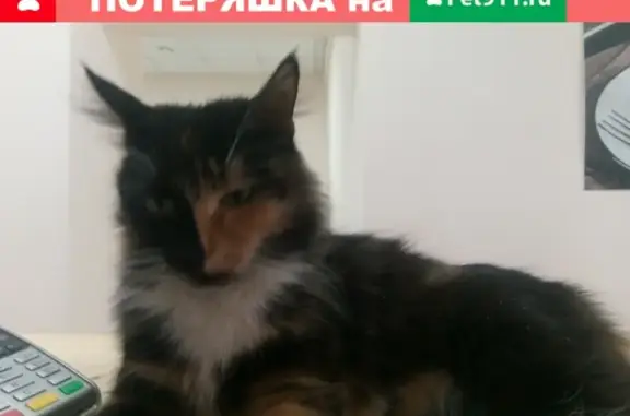 Найдена трёхцветная кошка на пр. Ленина