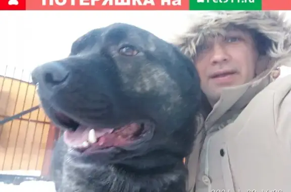 Потерянные животные Калининград, фото: Пропала собака в районе остановки 