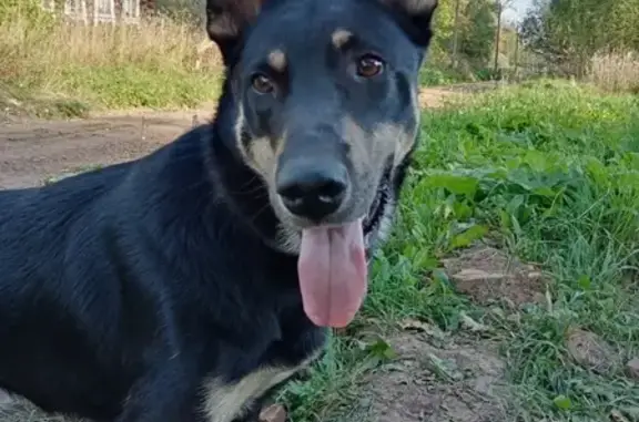 Пропала собака на ул. Панфилова в Йошкар-Оле
