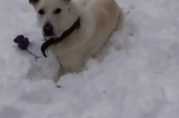 Пропала собака Барик в Булатниково