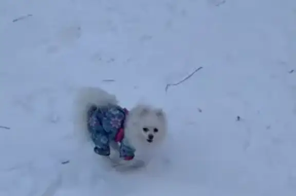 Пропала собака Юки в Бибирево, Москва