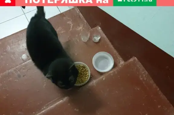Найдена домашняя чёрная кошка в Зюзино, Москва
