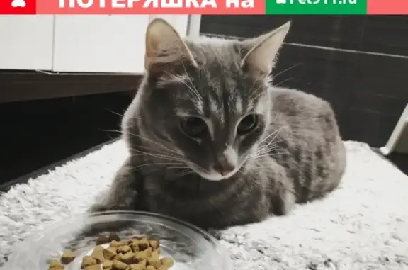 Найдена ласковая кошка на Изюмской, 26