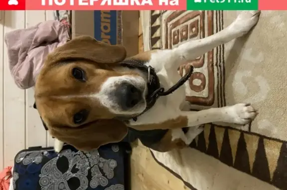 Собака найдена в Пешково, Чеховский район