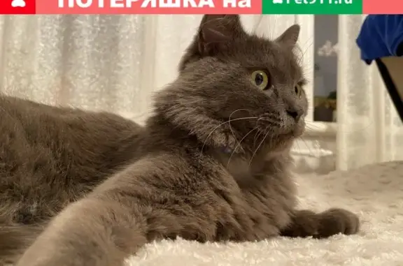 Пропала кошка Локки в частном доме на ул. Красновая, Волжский район, Саратов.