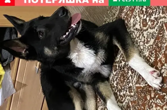 Найден домашний пёс возле подъезда в Хабаровске