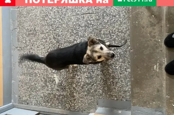 Собака найдена в парадной Санкт-Петербурга.