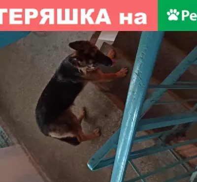 Собака найдена: овчарка на Зелёном проезде 45/1 в Твери