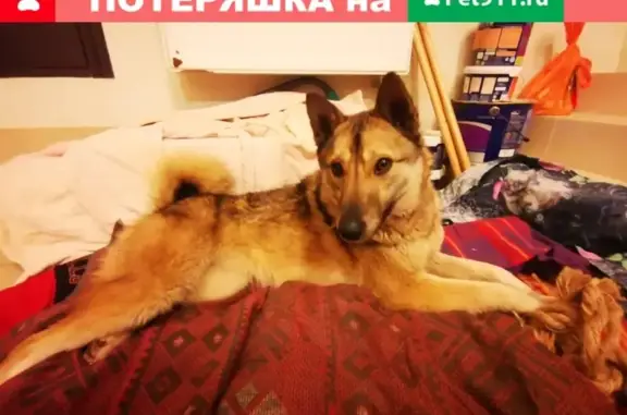 Найдена собака в Подольском районе, девочка, возраст около года