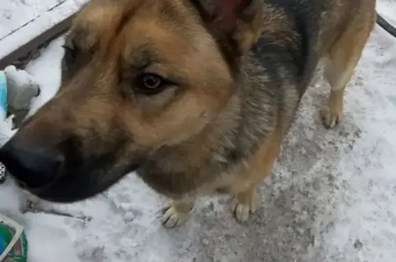 Найдена собака на сельме в Калининграде