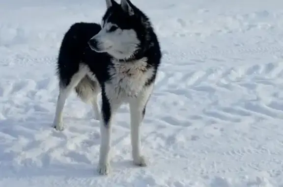 Найдена собака без адресника в Наро-Фоминске