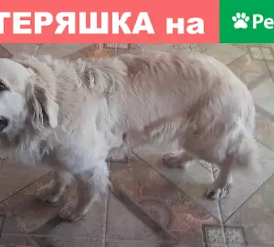 Собака с ошейником в Батайске найдена