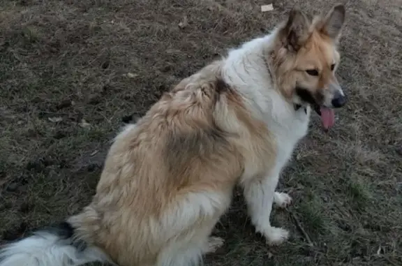 Пропала собака в Ступино: бело-палевый метис Варя с темно-красным ошейником.