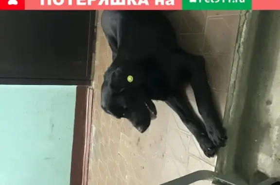 Собака найдена в районе Гомзово, Йошкар-Ола.