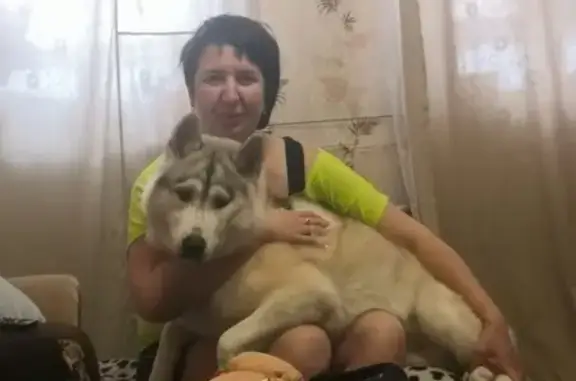 Пропала собака Хаска в Новосибирске.