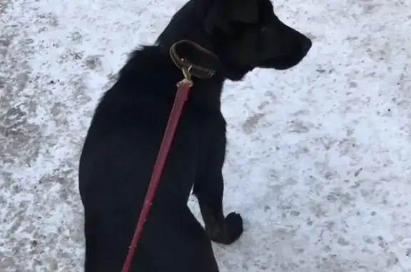 Собака Потеряшка найдена на Карельском бульваре в Москве!