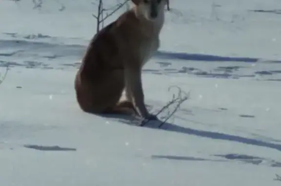 Найдена рыжая охотничья собака в Воловском районе