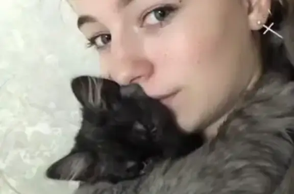 Потерянные животные Новосибирск, фото: Пропала кошка Герыч на ул. Станиславского 35