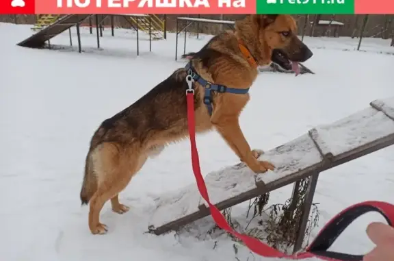 Пропала собака Рио в пос. Развилка, Московская обл.