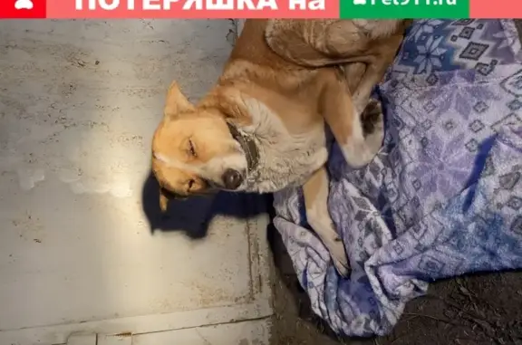 Найден крупный рыжий пёс в гаражном кооперативе на Вятской, Ростов-на-Дону