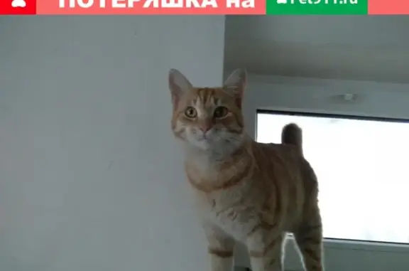 Пропала кошка Ёша в Ставрополе