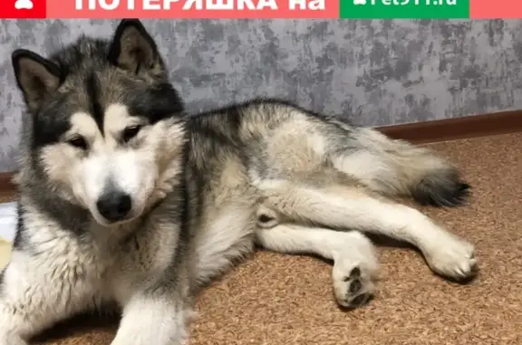 Найден любвеобильный пёс в Ярославле, ул. Мирная