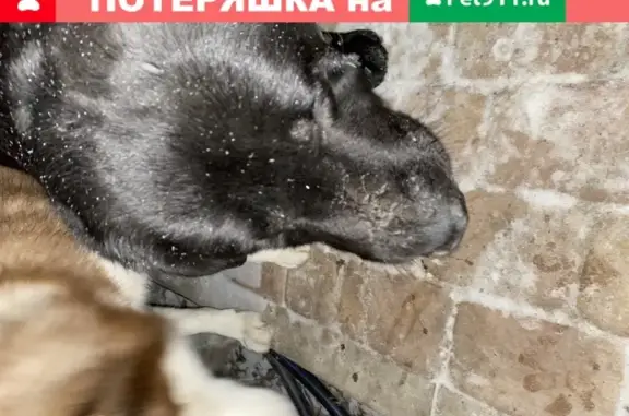 Найден чёрный лабрадор в Ростове-на-Дону
