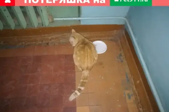Найдена домашняя рыжая кошка на ул. Нефтяников, 7
