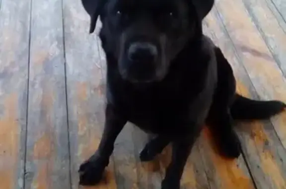 Пропала собака в п. Пригородный, Черный лабрадор, 5 лет.
