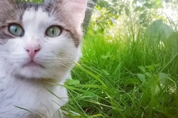 Кошки потеряшки, Ярославль, фото: Потеряшка кошка на 6-й Забелицкой в Ярославле