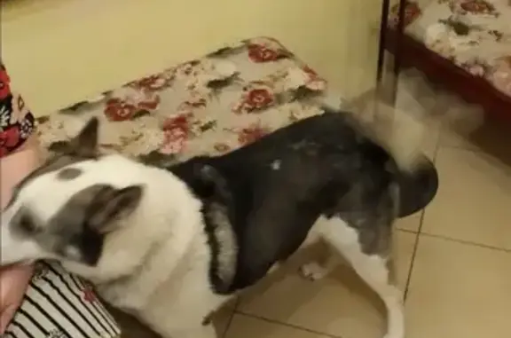 Найдена собака, Нижний Новгород, фото: Собака найдена на Юбилейной улице, Нижний Новгород.