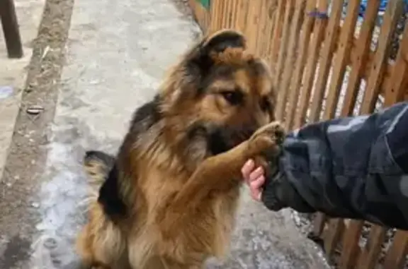 Пропала немецкая овчарка в Новоначалово, Астрахань