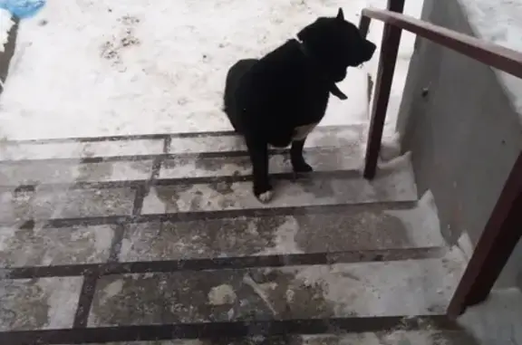 Упитанный Черный пес найден на Гоубкова 7 в Костроме