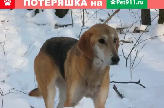 Пропала собака Лапка в Наро-Фоминске