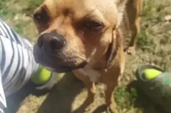 Собаки потеряшки, Нижний Новгород, фото: Потеряшка собака в Сормовском районе, ул. Коммуны 16