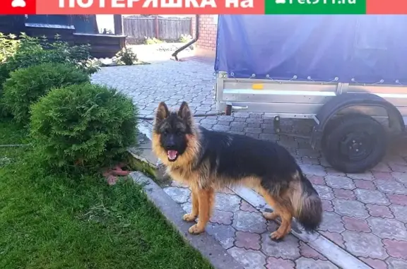Пропала собака в Иваново, район Соснево.