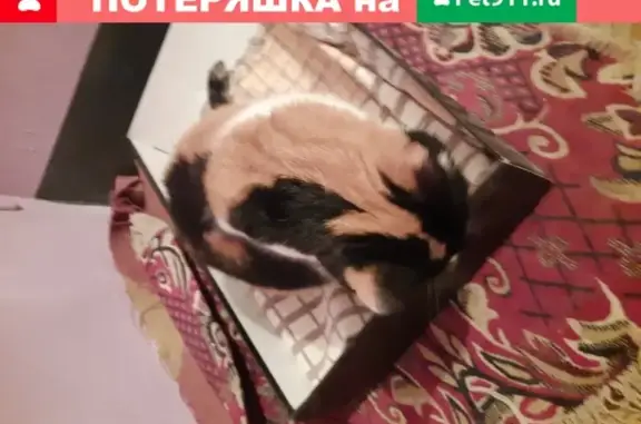 Найдена кошка в Перми