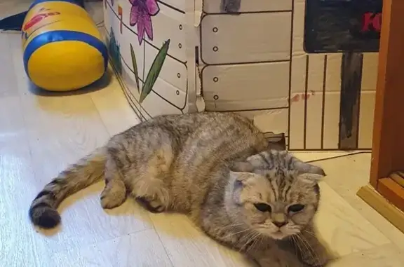 Найдена вислоухая кошка в Подольске