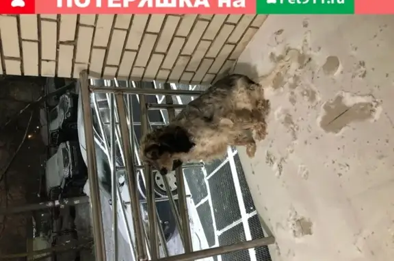 Пропала собака на ул. Железнодорожная, 33 в Красногорске